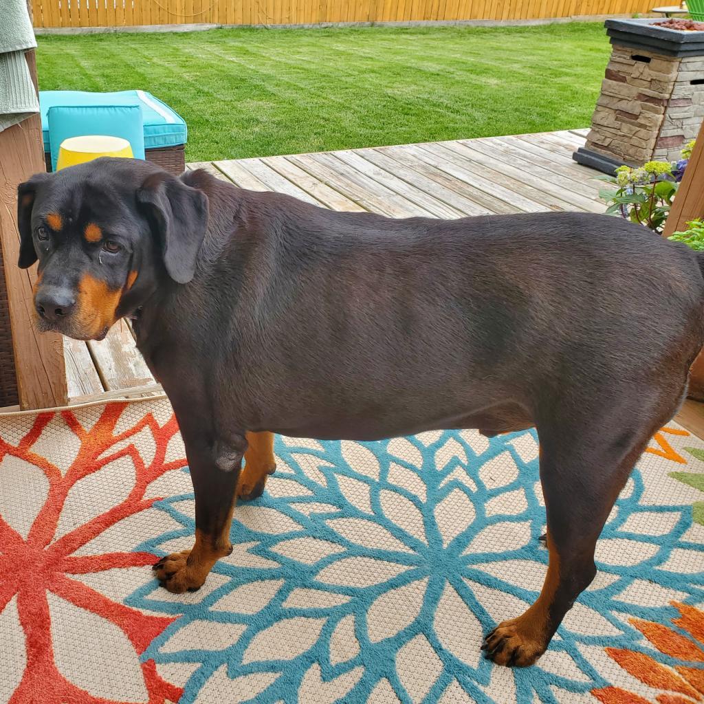 Boone, a Adoptable mixed breed in Madison, WI image 6/6