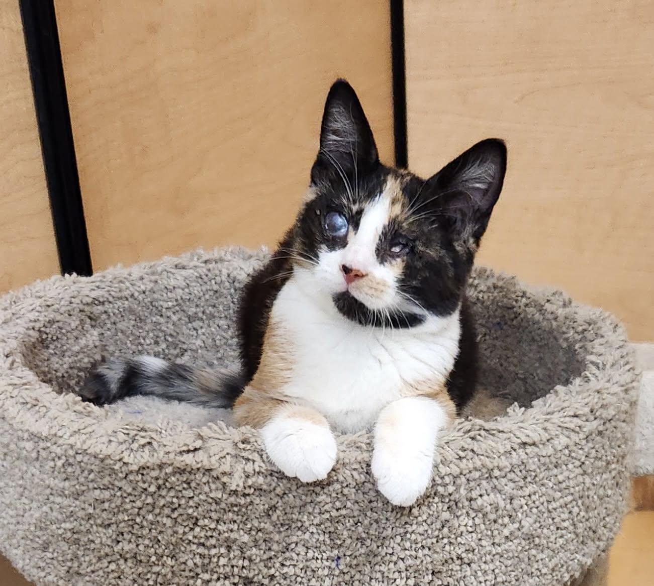 Avalon, Adopted, Kitten Female Calico.