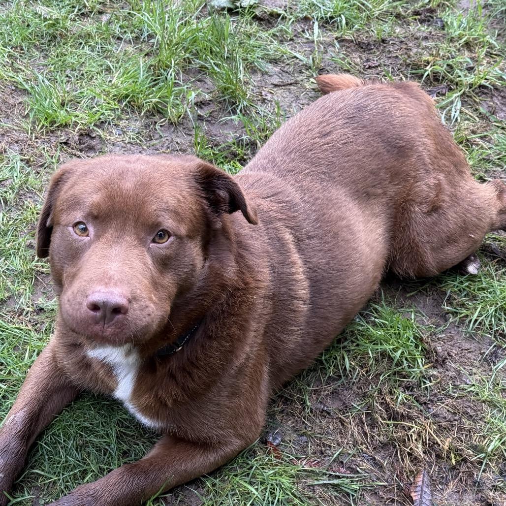 Yogi, Adoptable, Adult Male Mixed Breed.