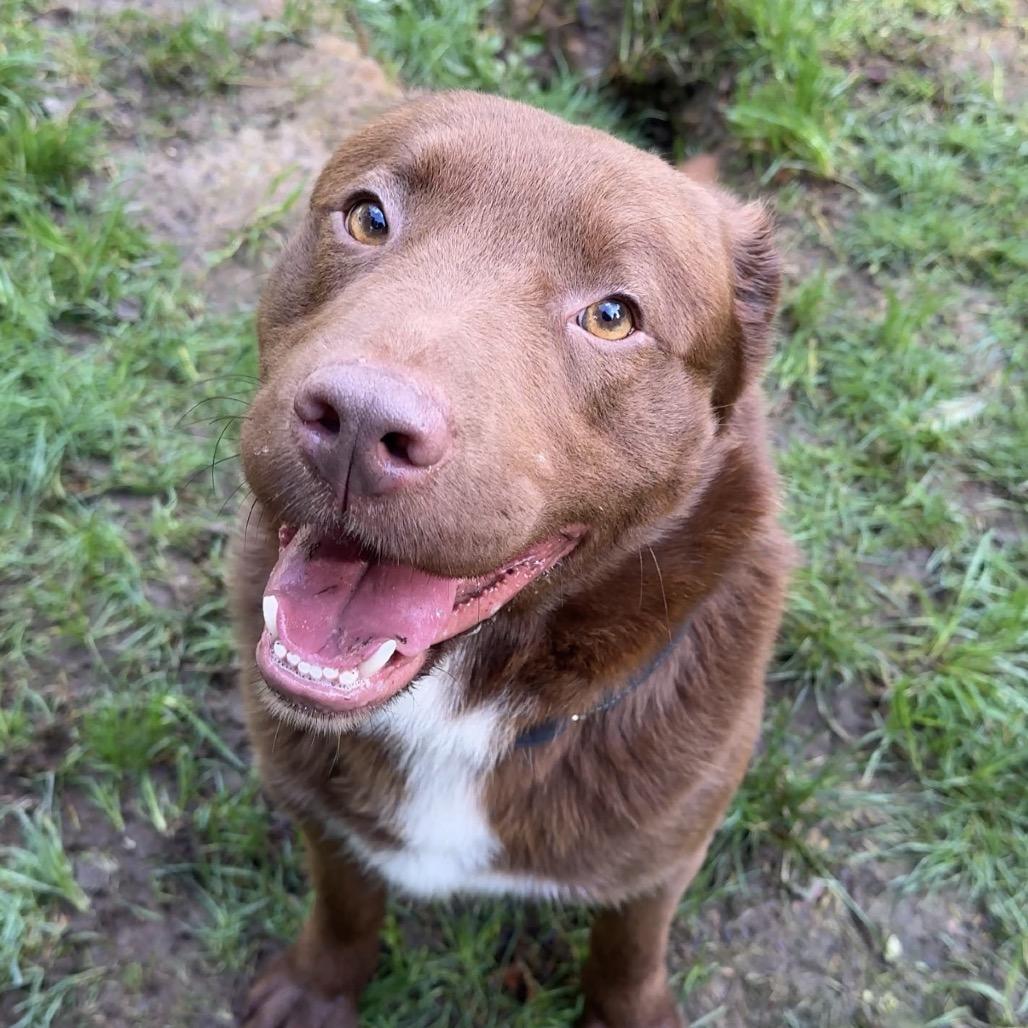 Enlarge Yogi, a Adoptable Mixed Breed in Fort Bragg, CA image 3/3