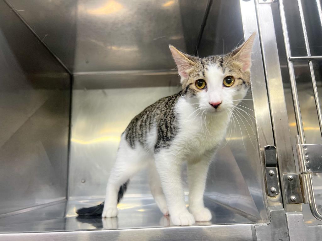 Colby, Adoptable, Kitten Male Domestic Short Hair.