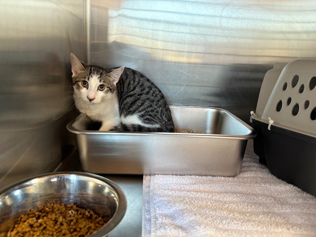 Enlarge Colby, a Adoptable mixed breed in Murray, KY image 2/4