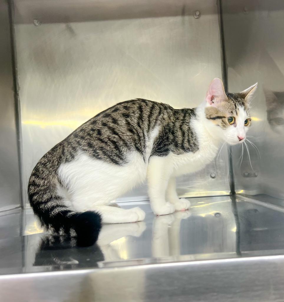 Enlarge Colby, a Adoptable mixed breed in Murray, KY image 3/4