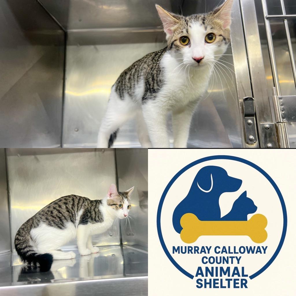 Enlarge Colby, a Adoptable mixed breed in Murray, KY image 4/4