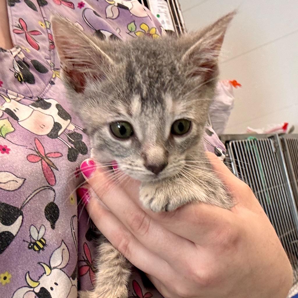 Junie, Adoptable, Kitten Female Domestic Short Hair.
