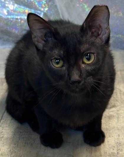 Frazzle, Adoptable, Adult Female Domestic Short Hair & Domestic Short Hair.