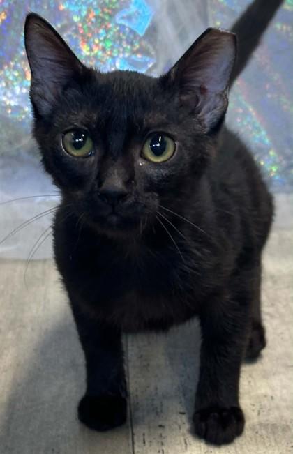 Enlarge Frazzle, a Adoptable mixed breed in Shreveport, LA image 2/3