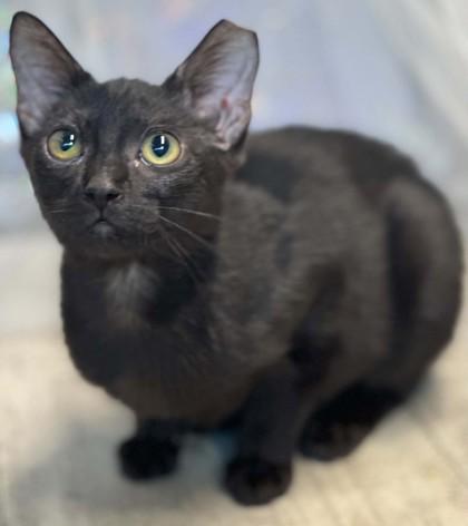 Enlarge Frazzle, a Adoptable mixed breed in Shreveport, LA image 3/3