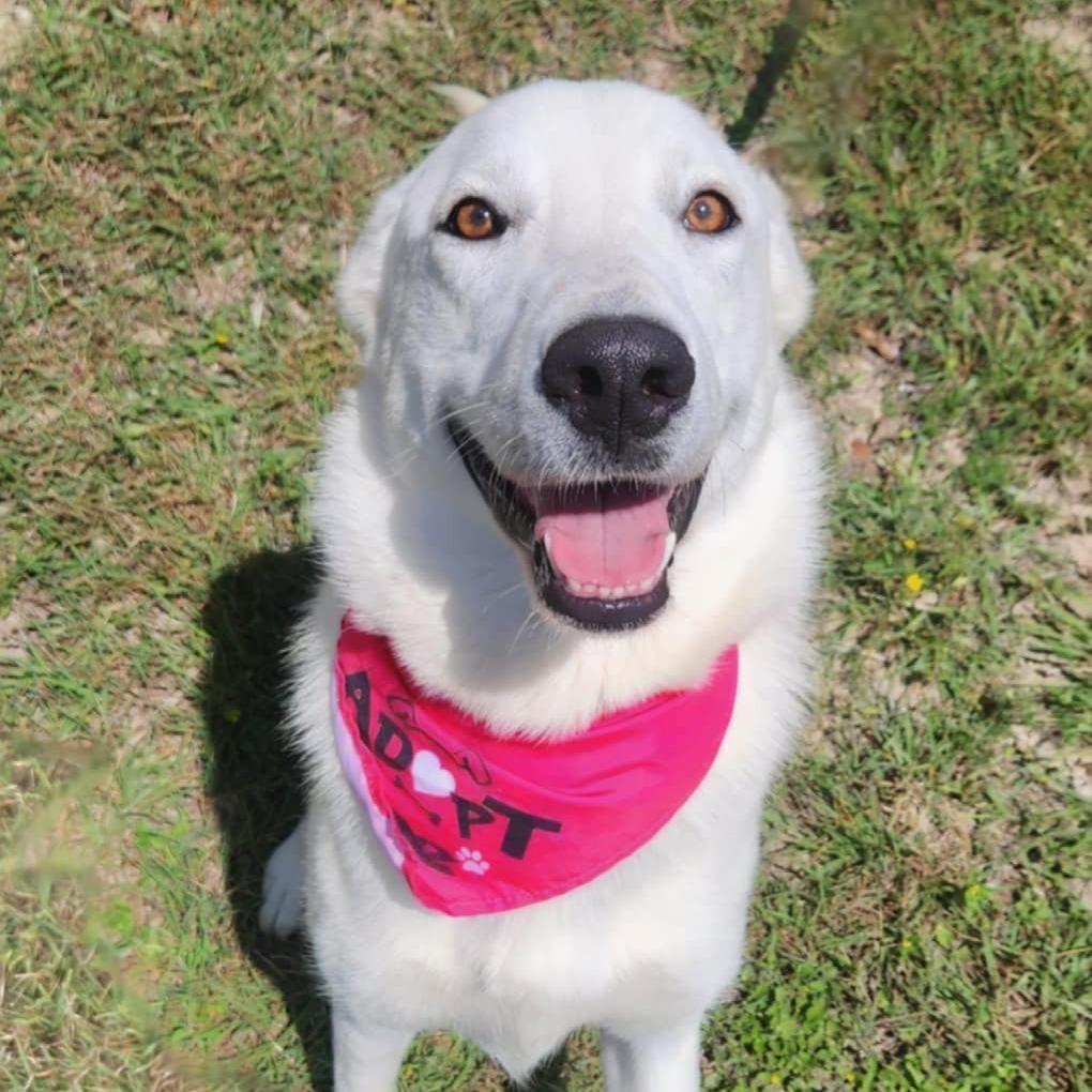 Dandi BW, a Adoptable mixed breed in Jacksonville, FL image 1/6