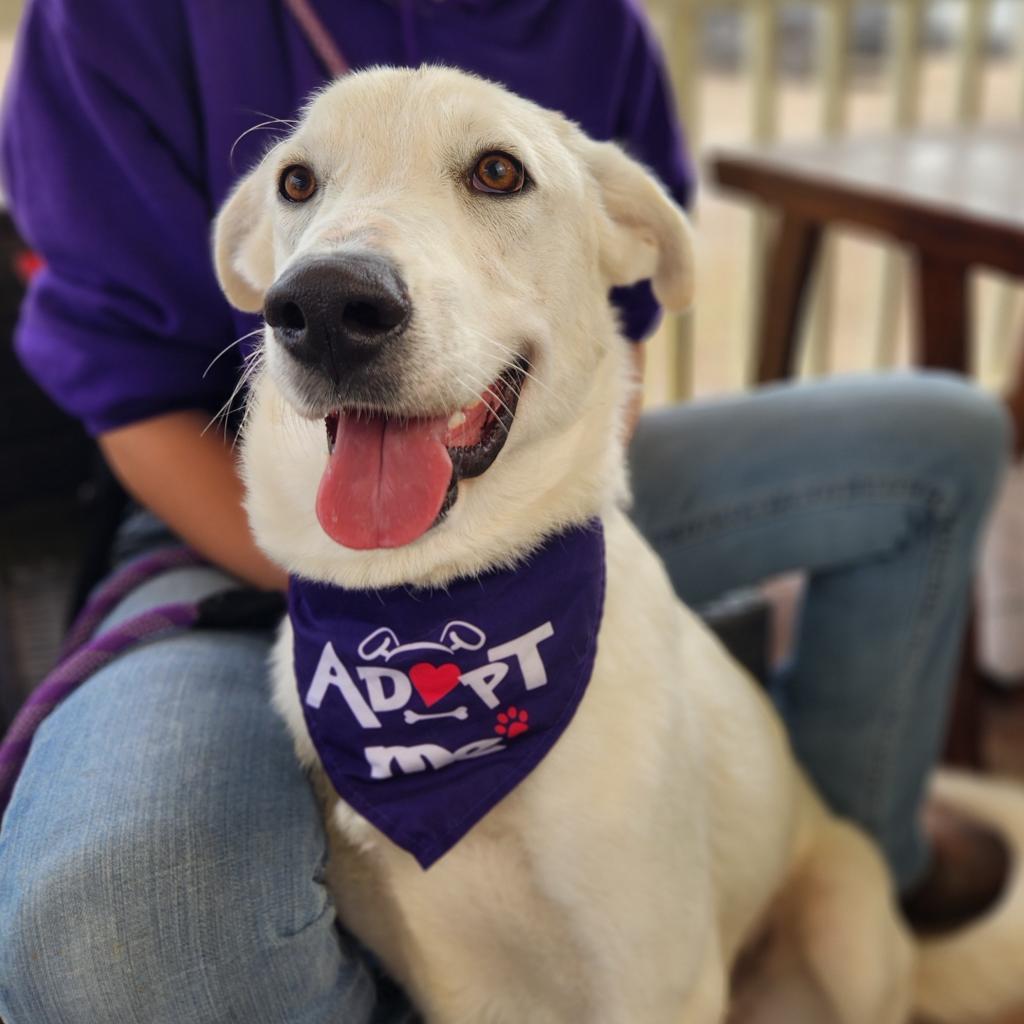 Dandi BW, a Adoptable mixed breed in Jacksonville, FL image 2/6