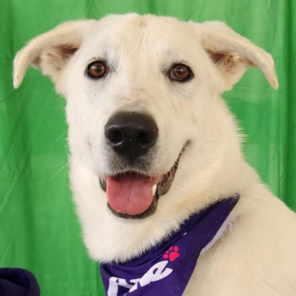 Dandi BW, a Adoptable mixed breed in Jacksonville, FL image 3/6