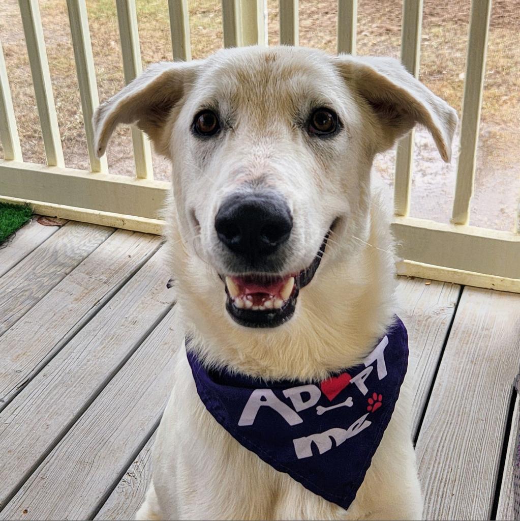 Dandi BW, a Adoptable mixed breed in Jacksonville, FL image 5/6