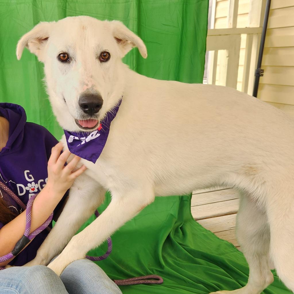 Dandi BW, a Adoptable mixed breed in Jacksonville, FL image 6/6