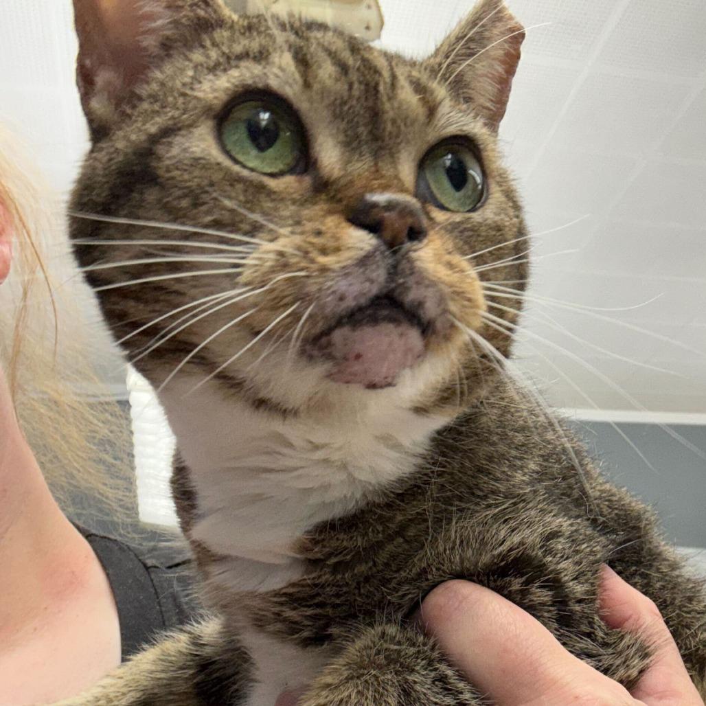 Enlarge Mavis, a Adoptable Domestic Short Hair in Oak Hill, WV image 1/1