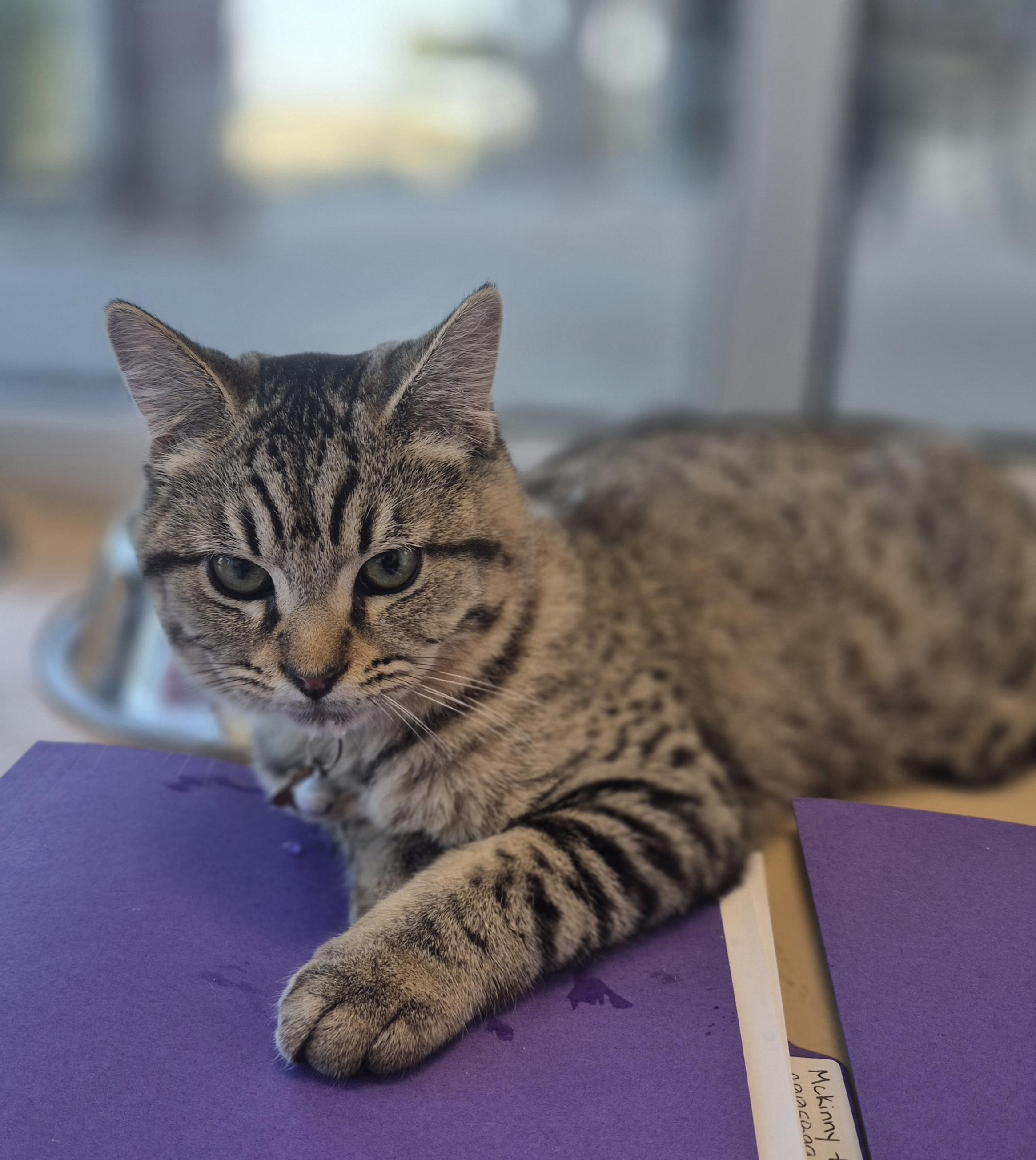Enlarge McAllen, a Adoptable Domestic Short Hair in Schertz, TX image 1/5