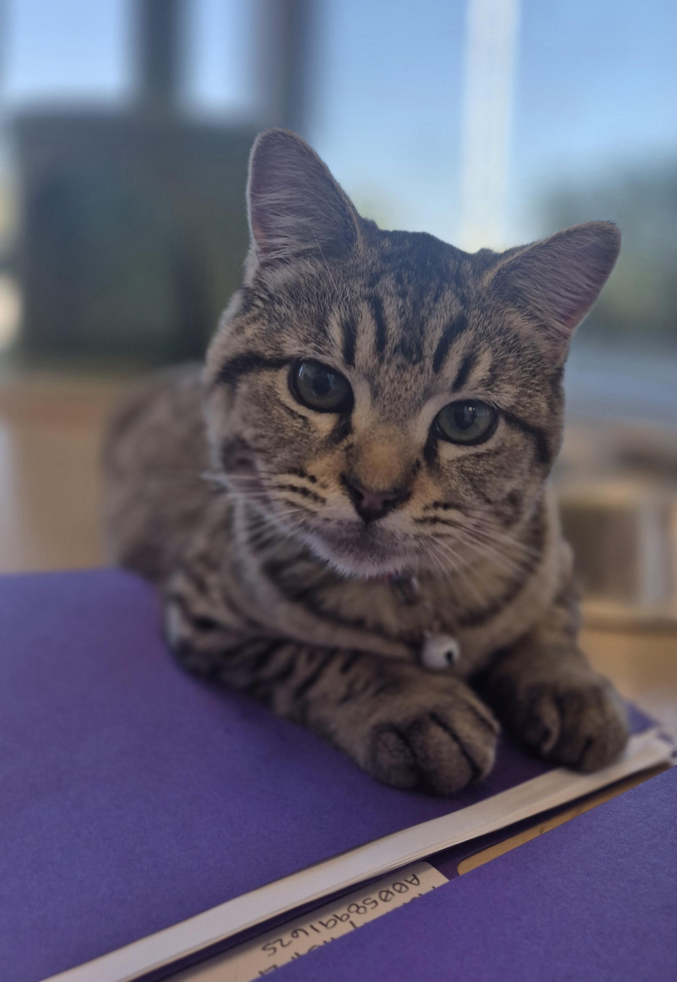 Enlarge McAllen, a Adoptable Domestic Short Hair in Schertz, TX image 2/5