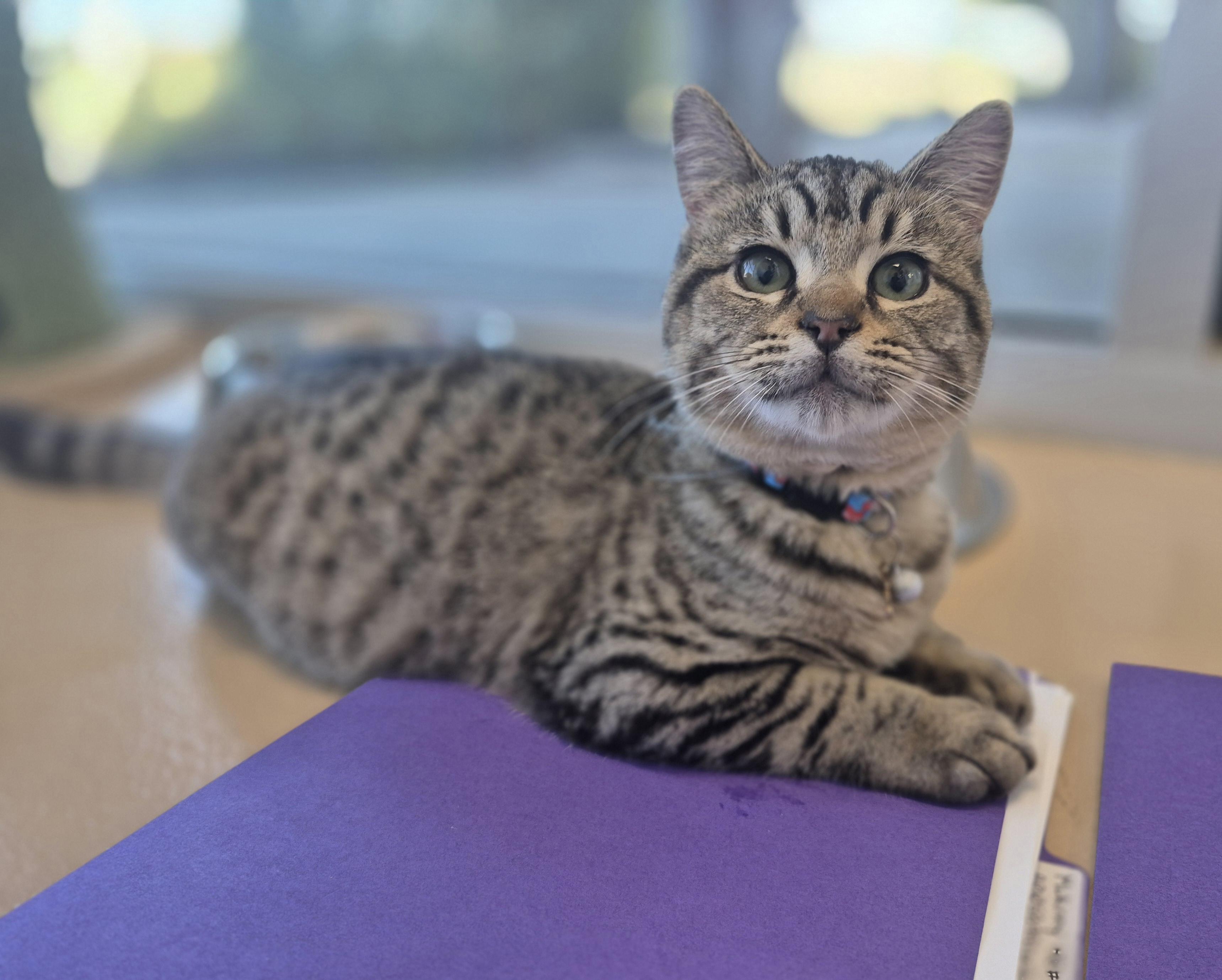 Enlarge McAllen, a Adoptable Domestic Short Hair in Schertz, TX image 3/5