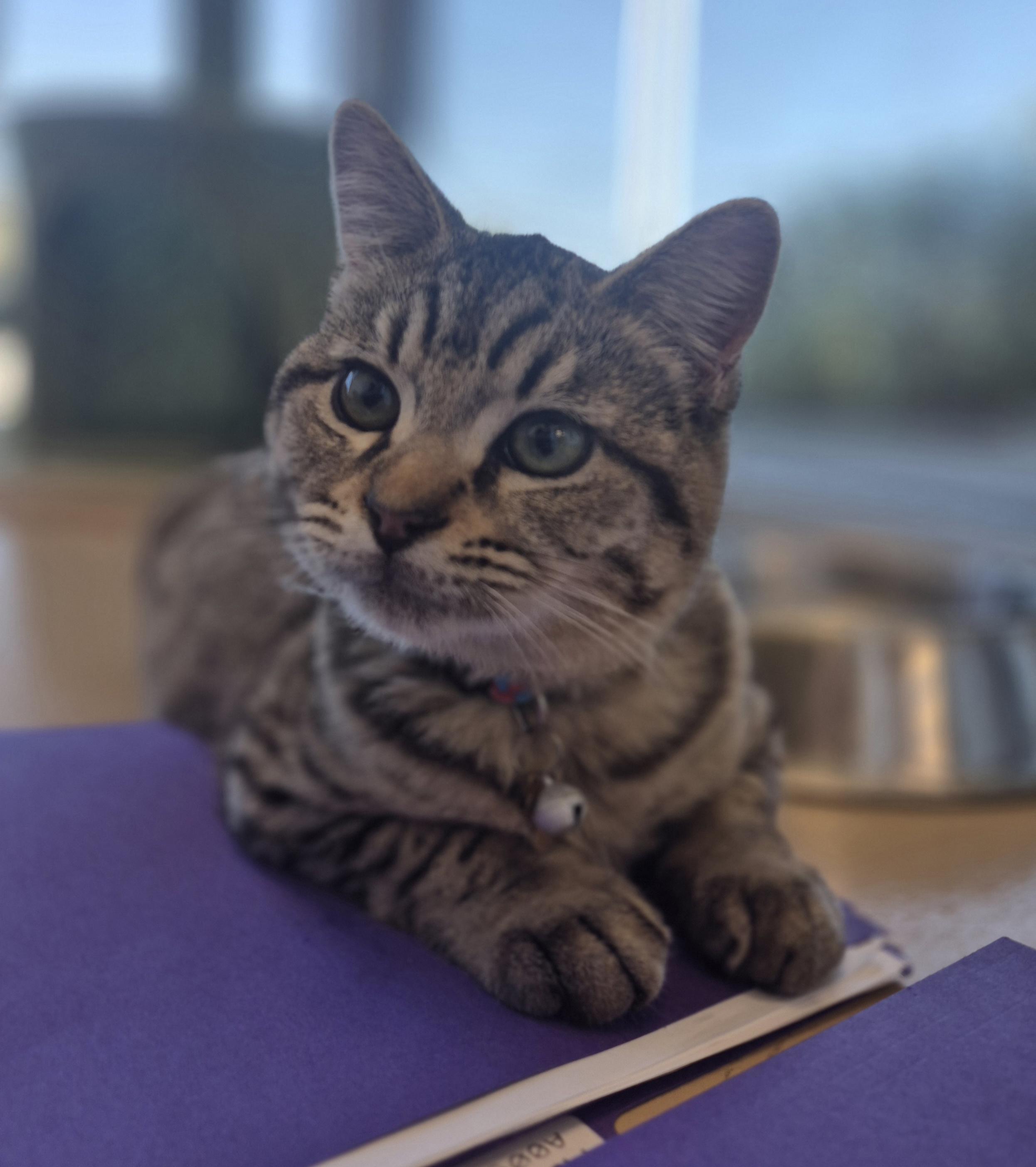 Enlarge McAllen, a Adoptable Domestic Short Hair in Schertz, TX image 4/5