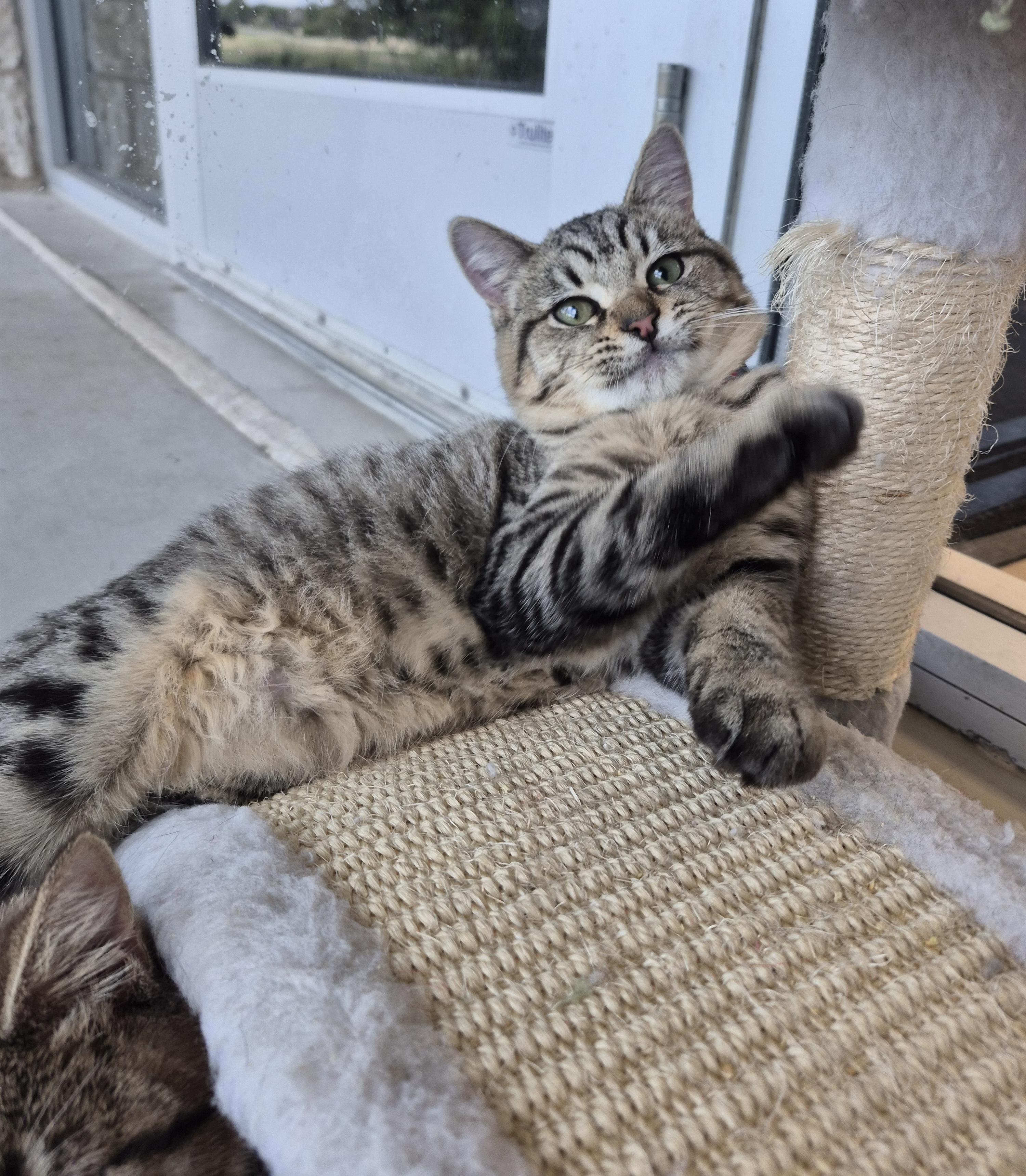 Enlarge McAllen, a Adoptable Domestic Short Hair in Schertz, TX image 5/5