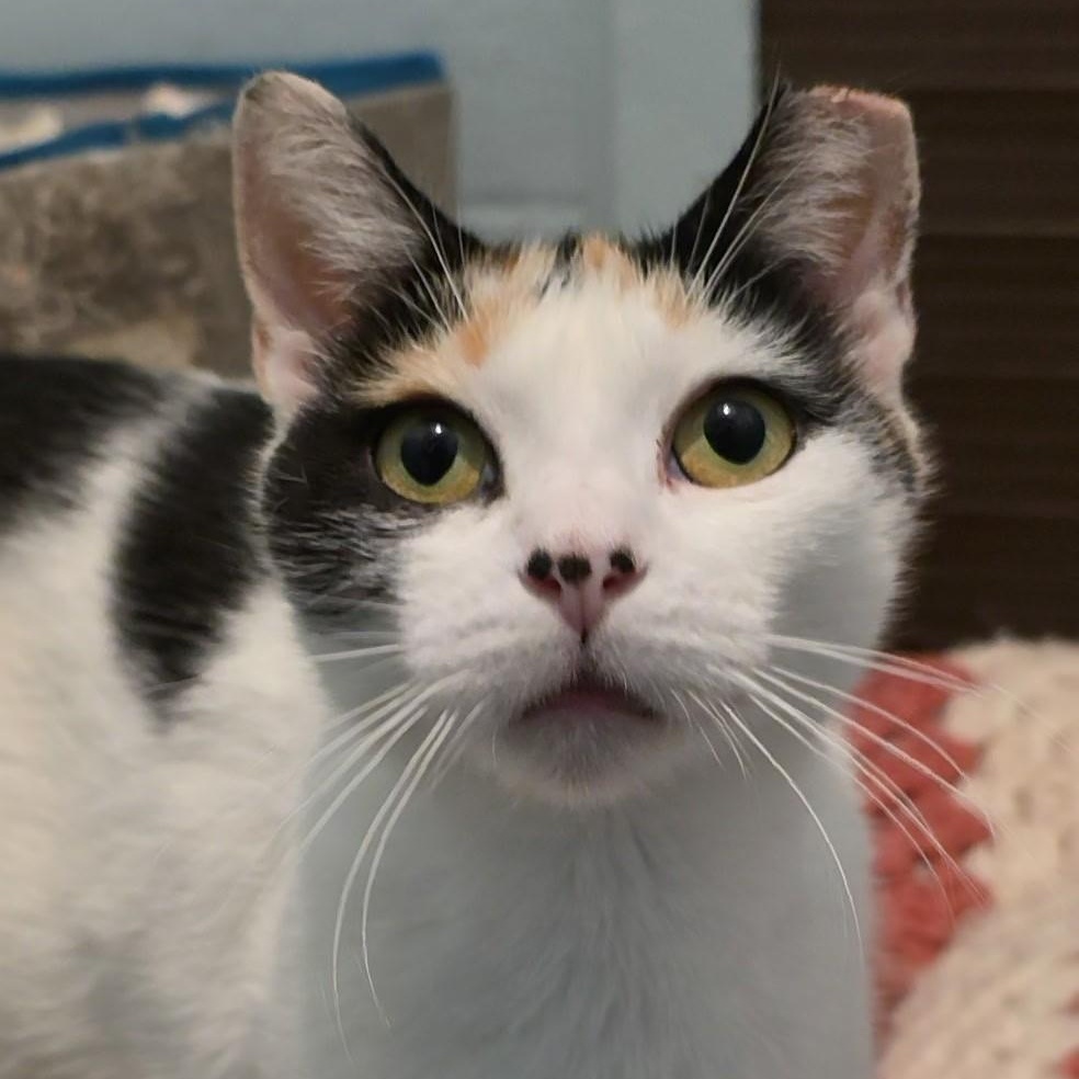 Loretta, adopted, Adult Female Domestic Short Hair.