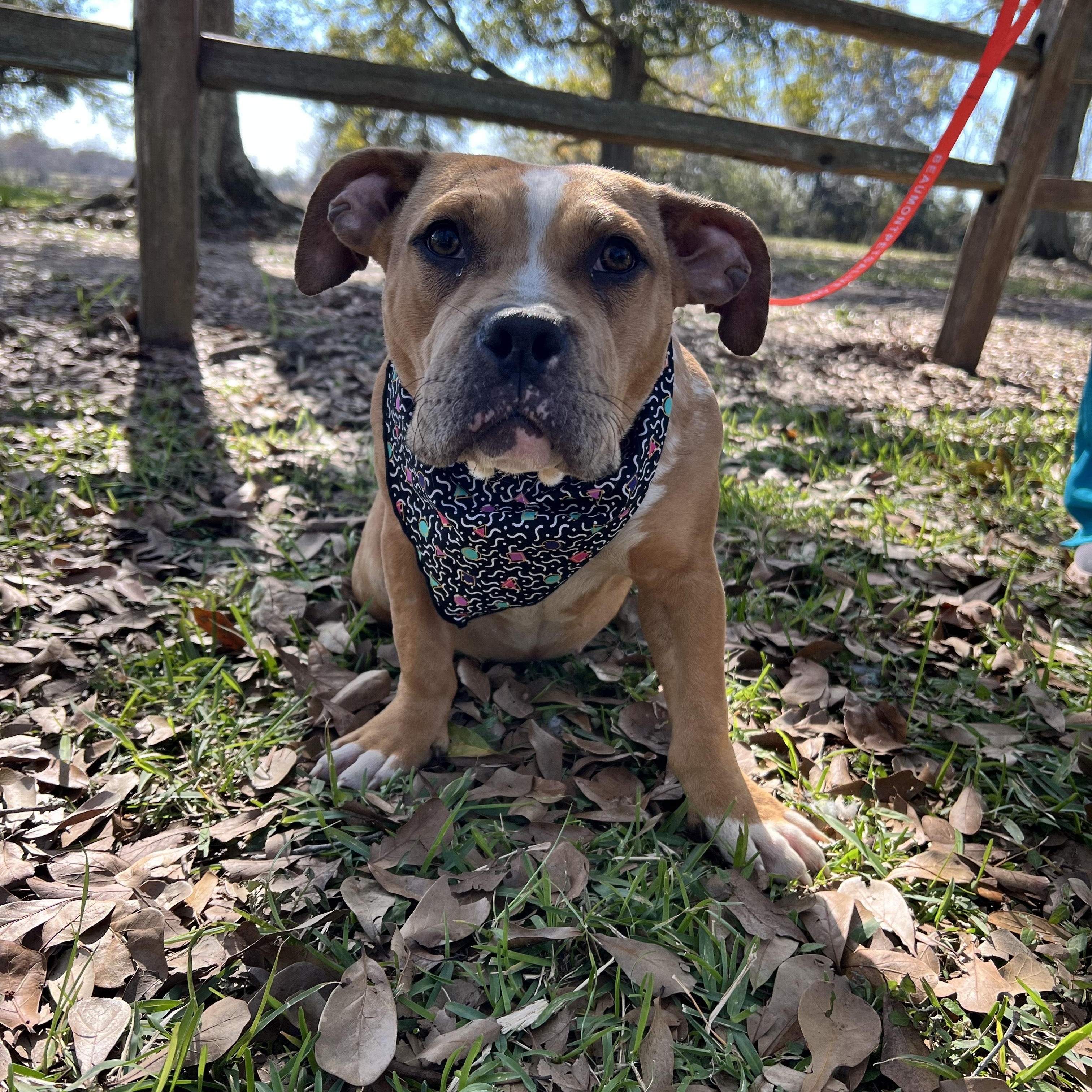 Enlarge Chanel, a Adoptable mixed breed in Houston , TX image 3/3