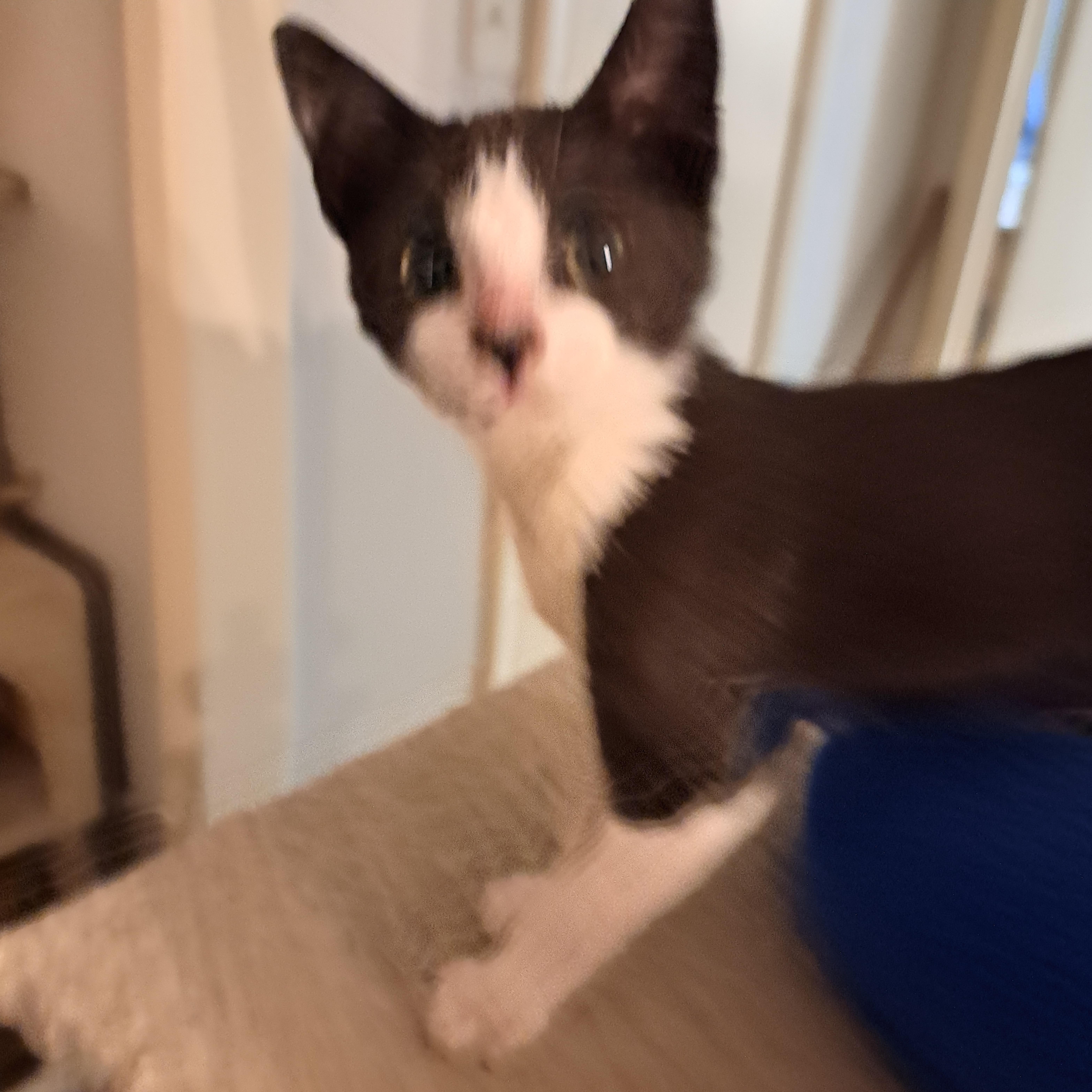 Little Brother, a Adoptable mixed breed in White Settlement, TX image 1/2