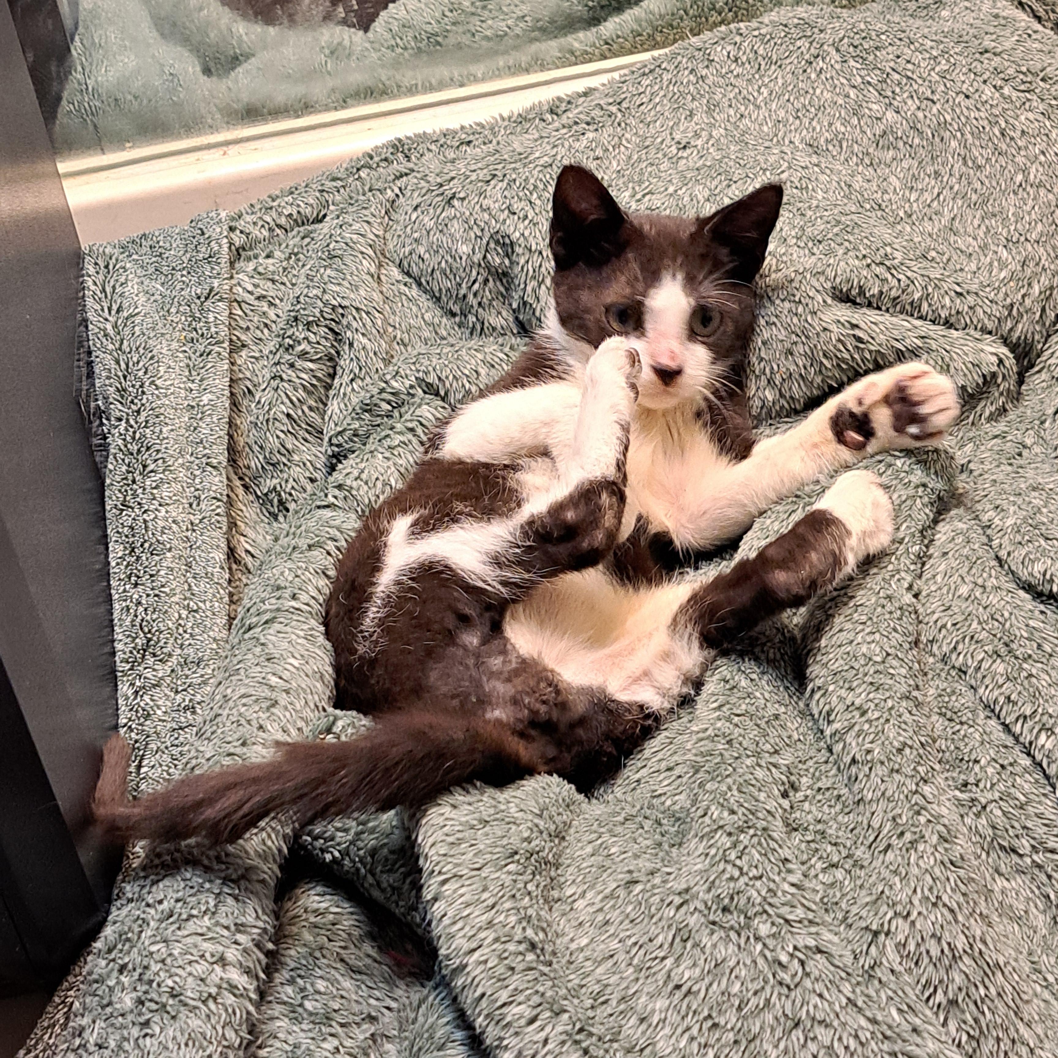 Little Brother, a Adoptable mixed breed in White Settlement, TX image 2/2
