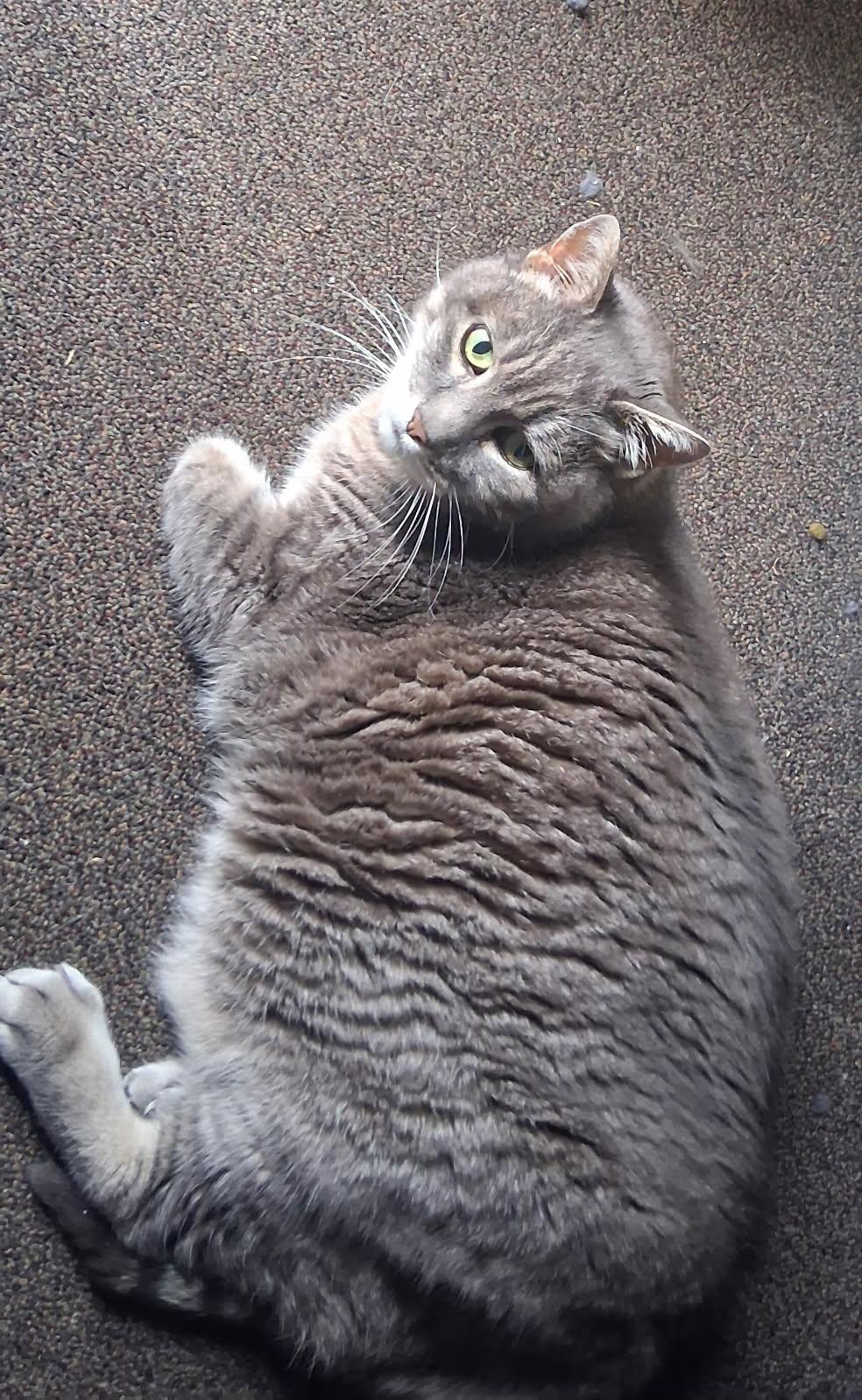 Huckleberry and Luna, Adoptable, Adult Male Domestic Short Hair.