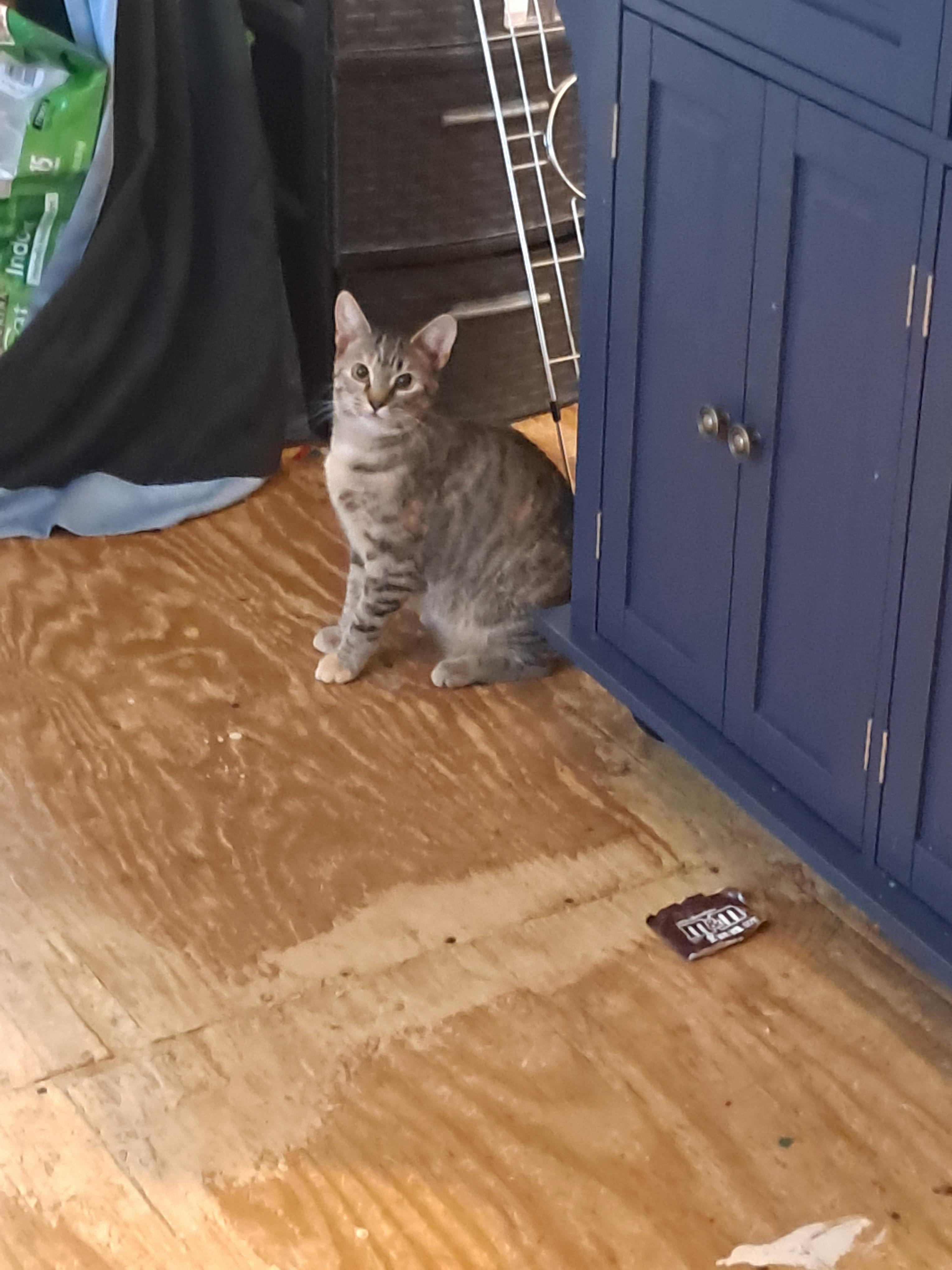 Enlarge Anna, a Adoptable Domestic Short Hair in Randolph, AL image 1/2