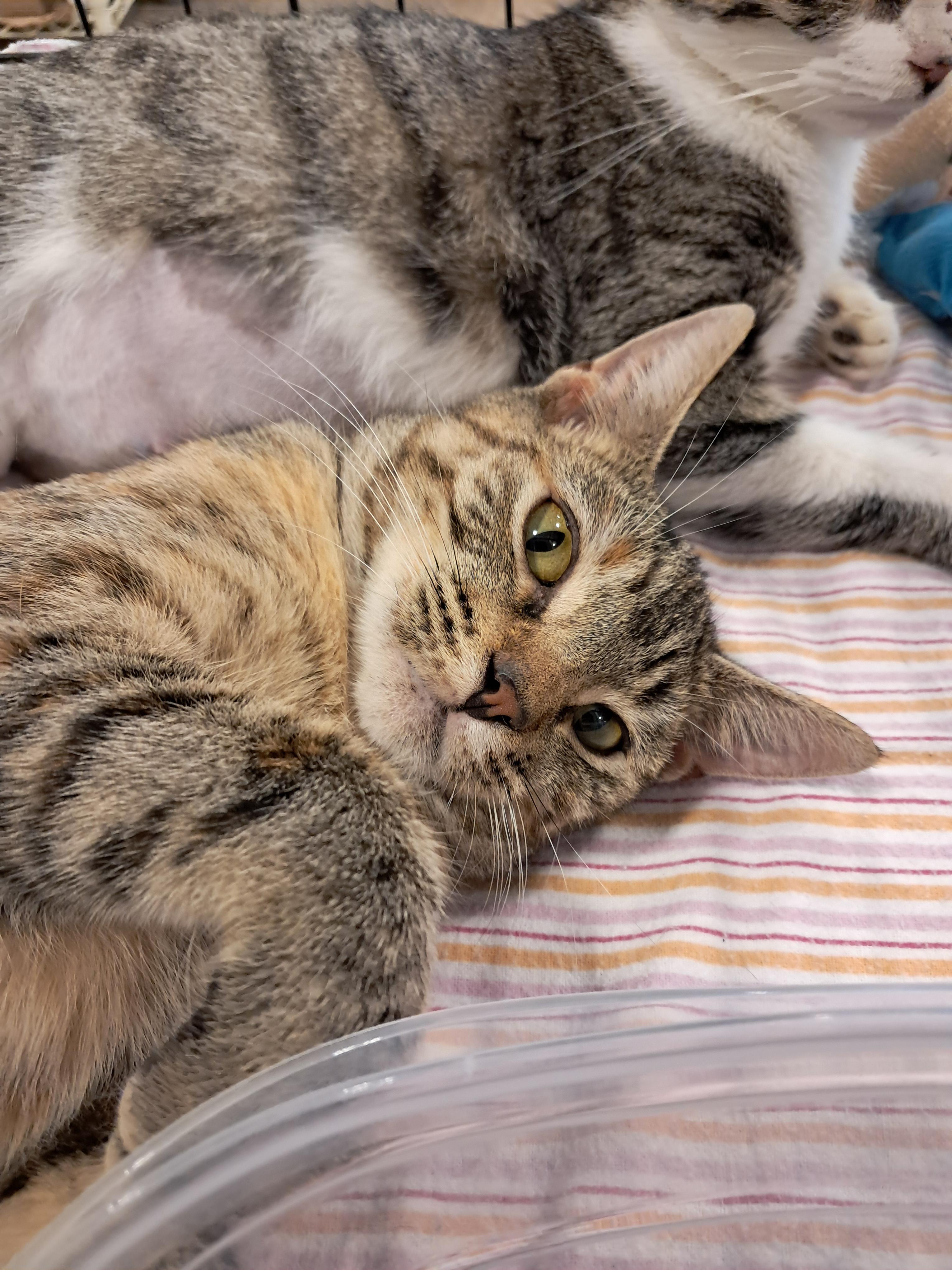Enlarge Anna, a Adoptable Domestic Short Hair in Randolph, AL image 2/2