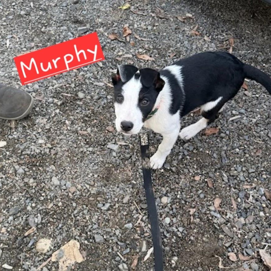 Murphy, ADOPTABLE, Puppy Male Rat Terrier & Border Collie.