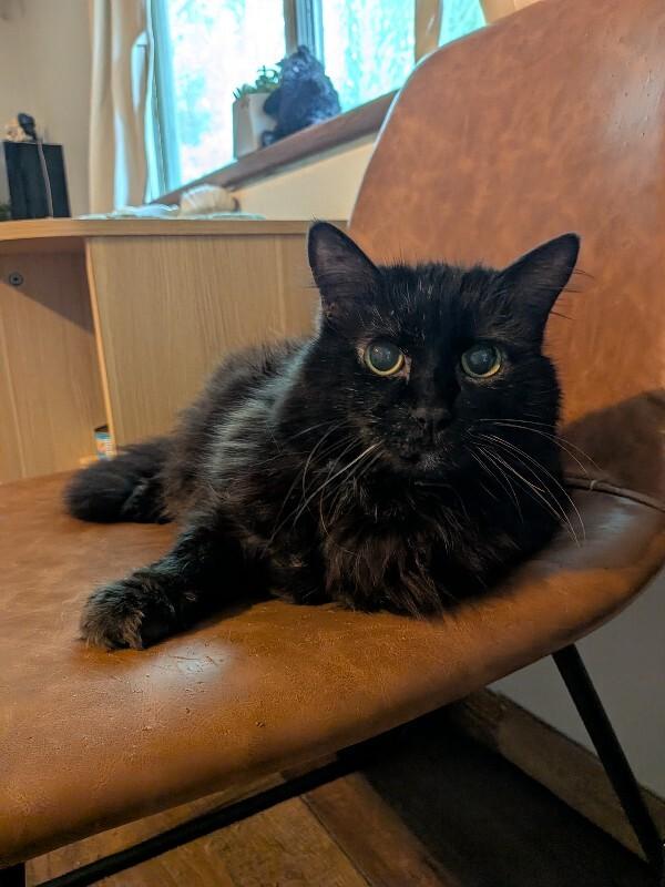 Enlarge Axel, a Adoptable Domestic Long Hair in Fort Collins, CO image 1/2