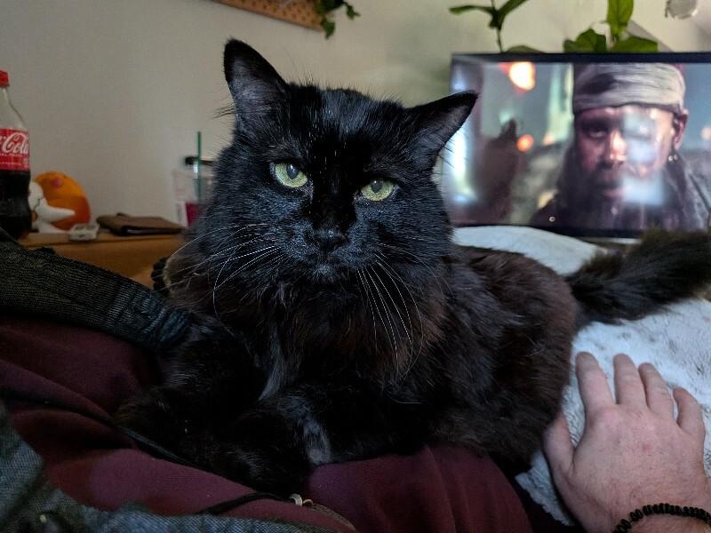 Enlarge Axel, a Adoptable Domestic Long Hair in Fort Collins, CO image 2/2