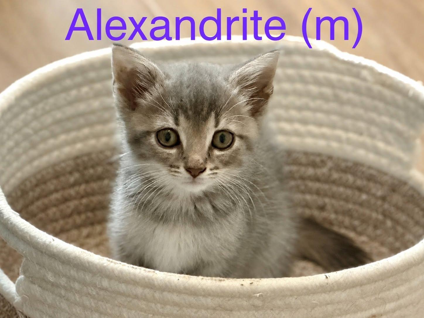 Enlarge Alexandrite, a ADOPTABLE Domestic Short Hair in Clarksville, TN image 2/2