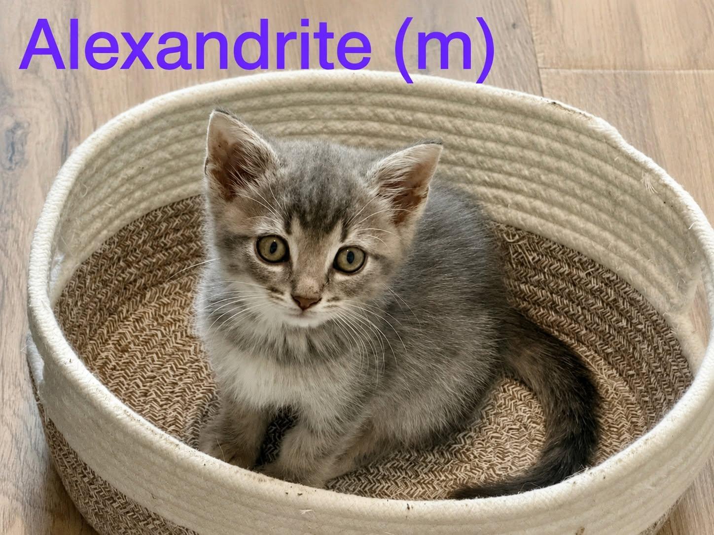 Alexandrite, ADOPTABLE, Kitten Male Domestic Short Hair.