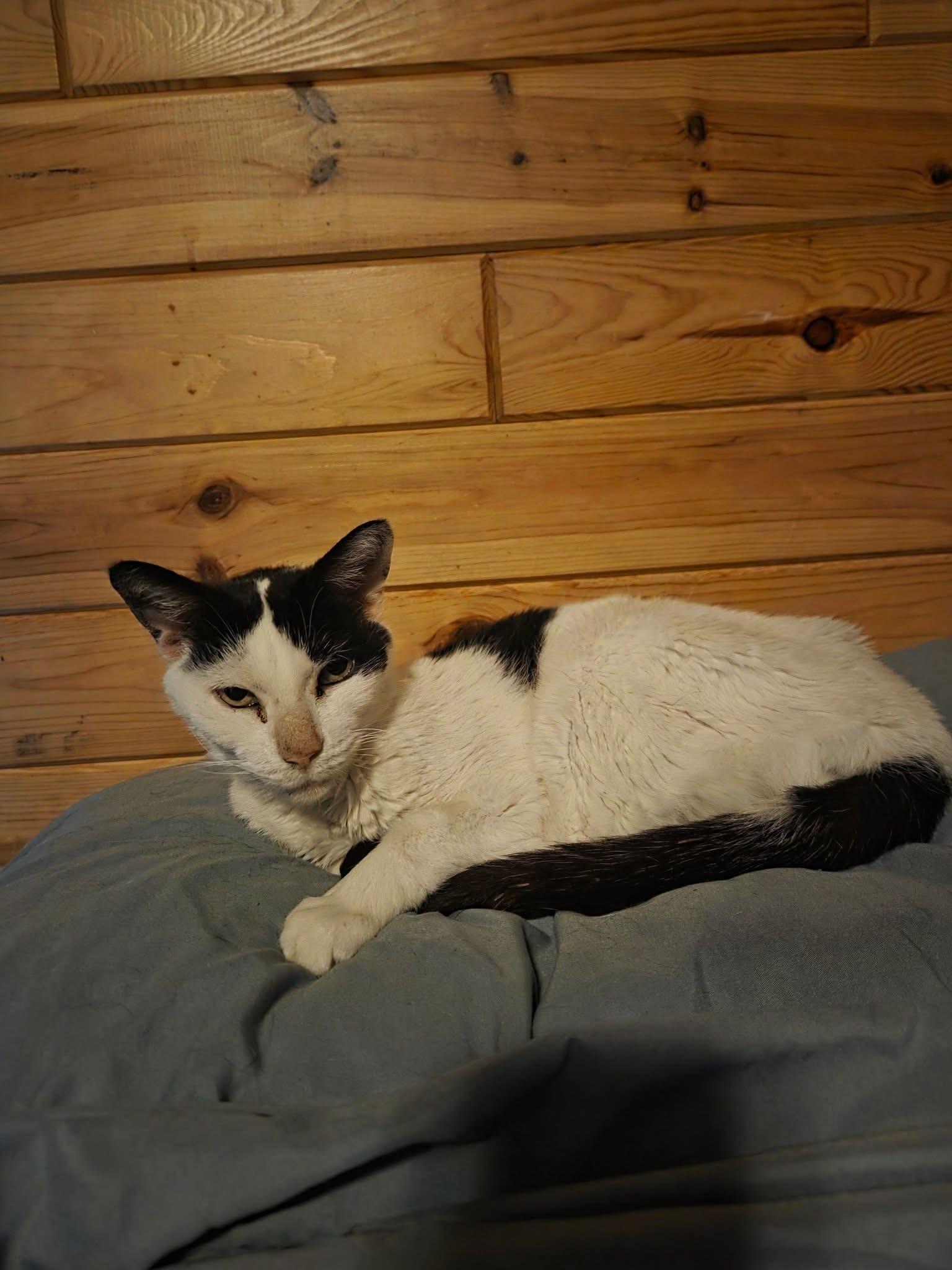 Edna, a ADOPTABLE Domestic Short Hair in Manhattan, KS image 3/3