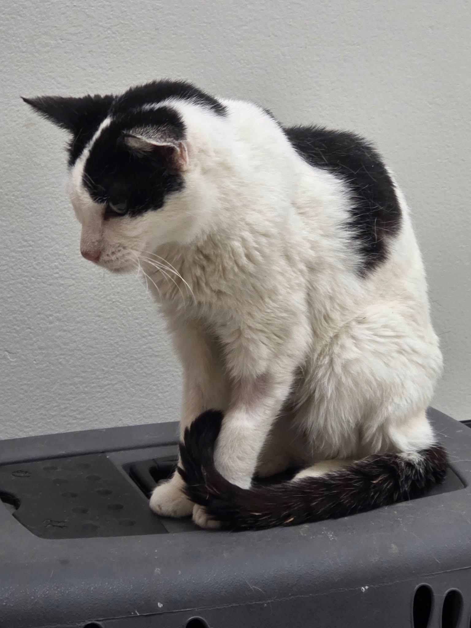 Edna, a ADOPTABLE Domestic Short Hair in Manhattan, KS image 2/3