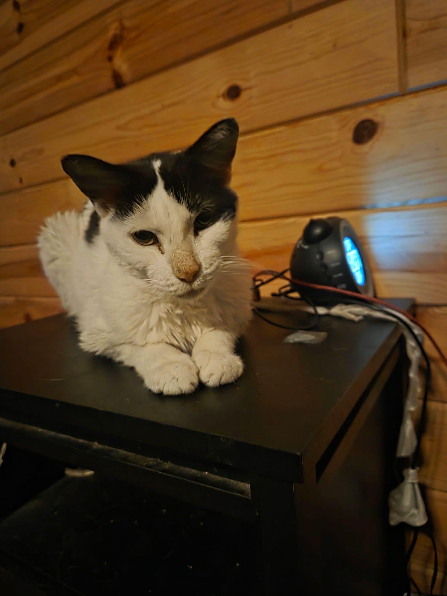 Edna, a ADOPTABLE Domestic Short Hair in Manhattan, KS image 1/3