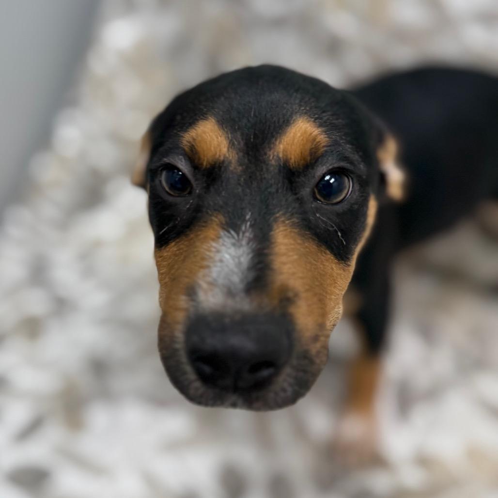 Enlarge Bruce, an adopted mixed breed in Monticello, IA image 5/6