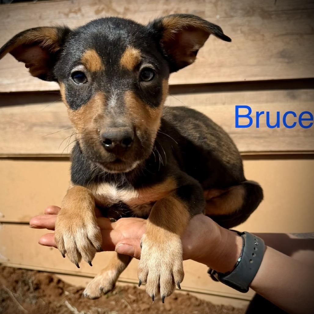Enlarge Bruce, an adopted mixed breed in Monticello, IA image 6/6