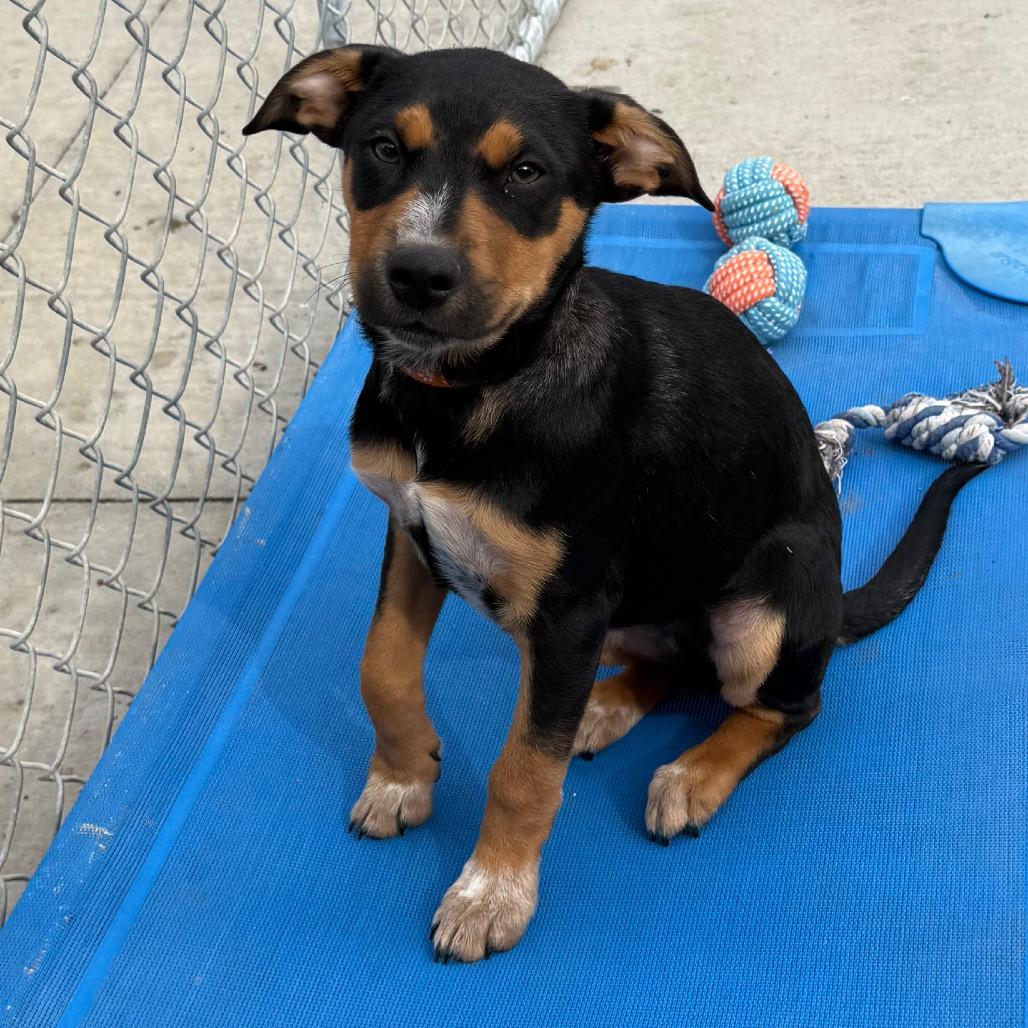 Enlarge Bruce, an adopted mixed breed in Monticello, IA image 2/6