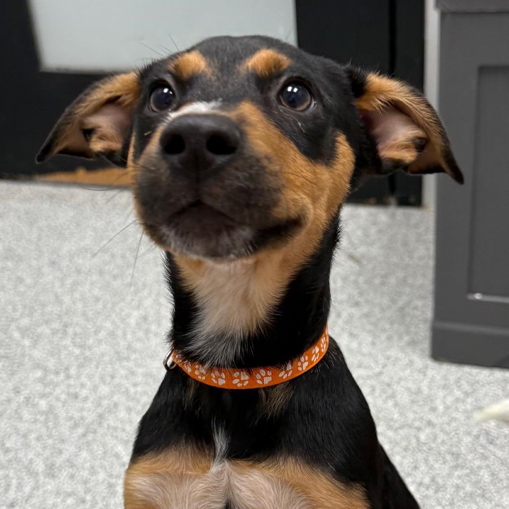 Enlarge Bruce, an adopted mixed breed in Monticello, IA image 1/6