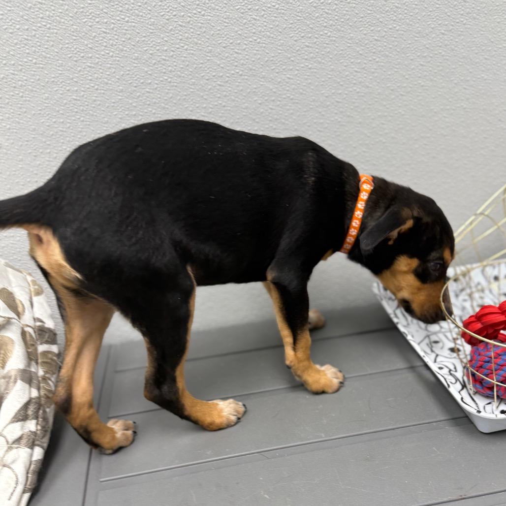 Enlarge Bruce, an adopted mixed breed in Monticello, IA image 4/6