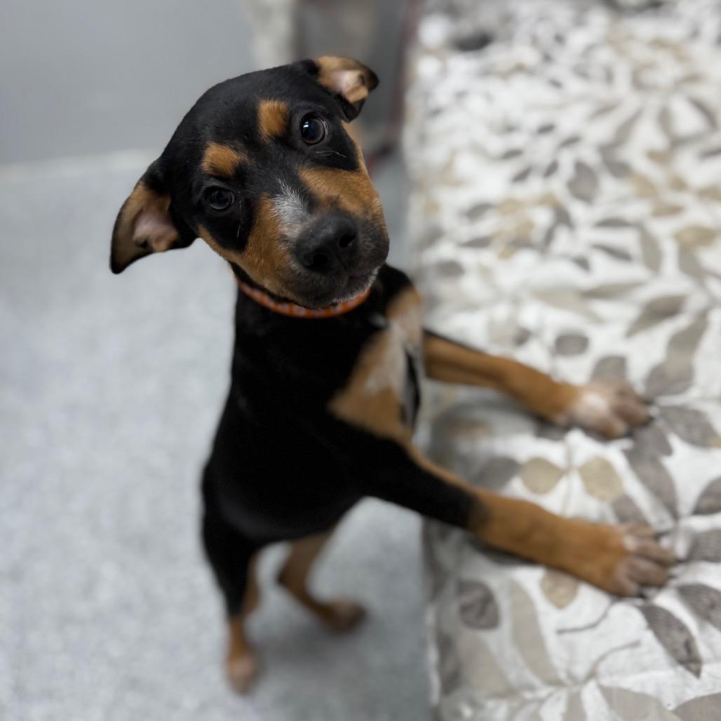 Enlarge Bruce, an adopted mixed breed in Monticello, IA image 3/6