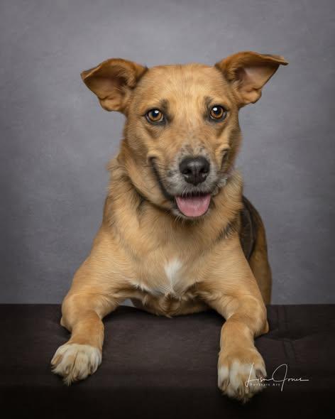 Gypsy (& the Parsonage Pups), adoptable, Adult Female Mixed Breed.