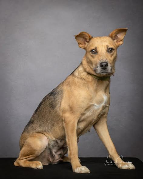 Enlarge Gypsy (& the Parsonage Pups), an adoptable Mixed Breed in Cullman, AL image 2/3