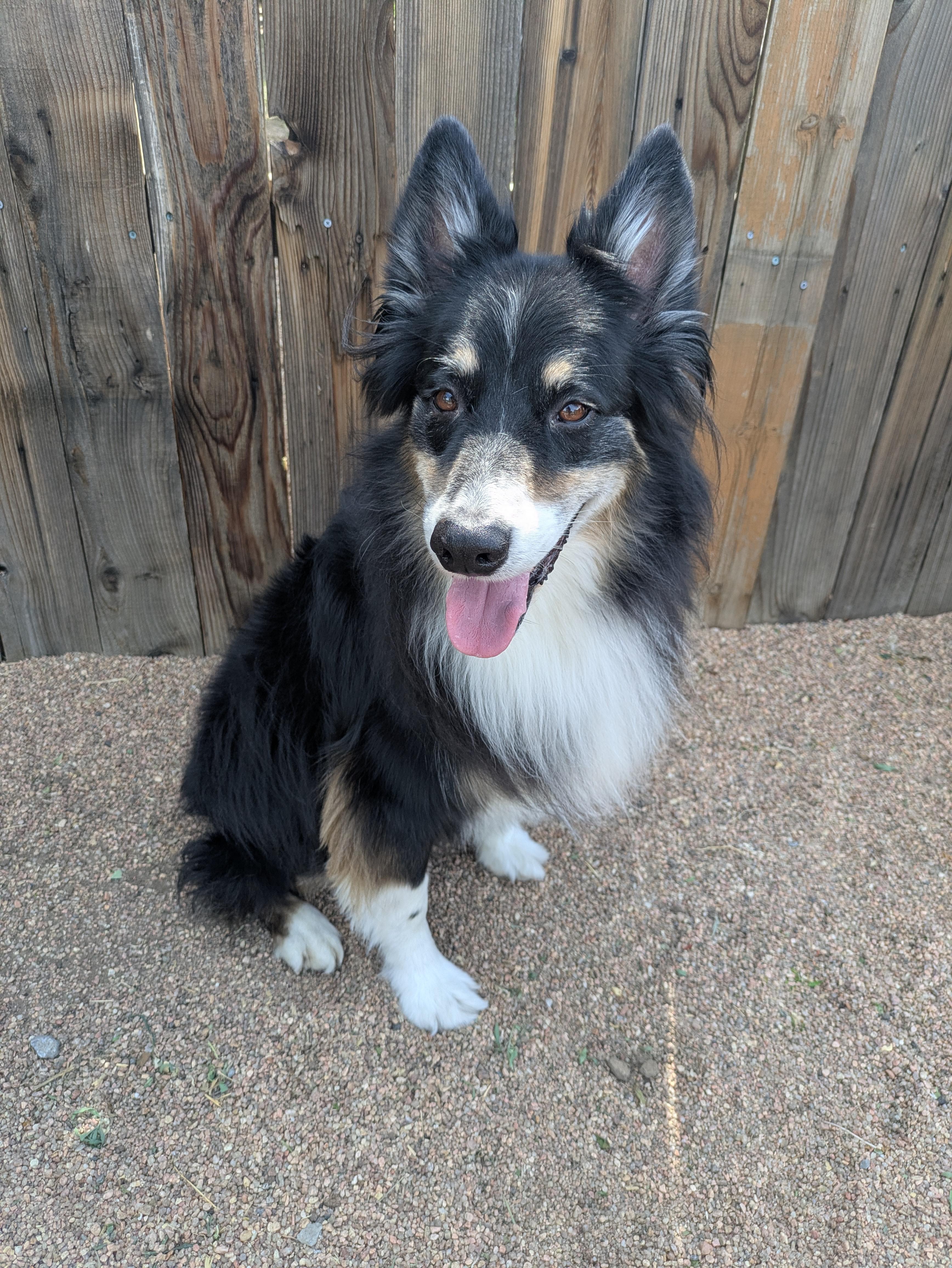 Gunner, a Adoptable Australian Shepherd in Denver, CO image 1/2