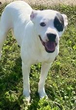 Spot, Adoptable, Adult Male Boxer.