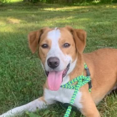 Enlarge Pippin (20260910-01), a Adopted mixed breed in Niagara on the Lake, ON image 4/5