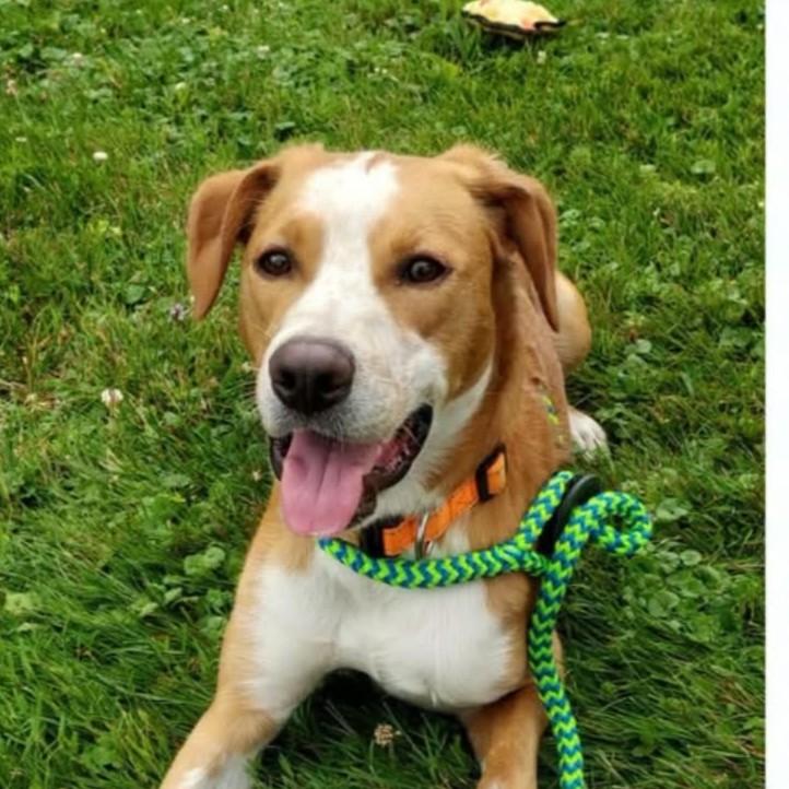 Enlarge Pippin (20260910-01), a Adopted mixed breed in Niagara on the Lake, ON image 5/5
